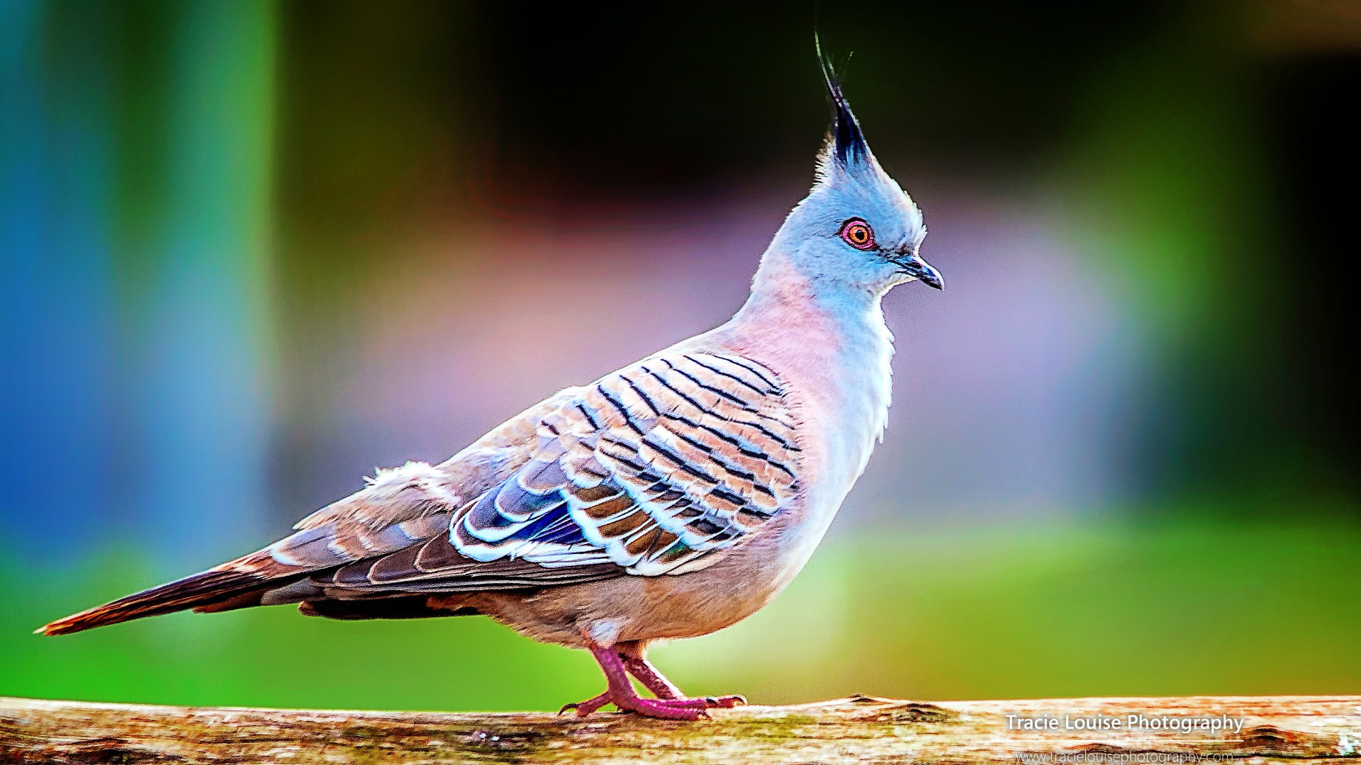 カラフルな鳥、Windowsの8テーマの壁紙 #10 - 1920x1080