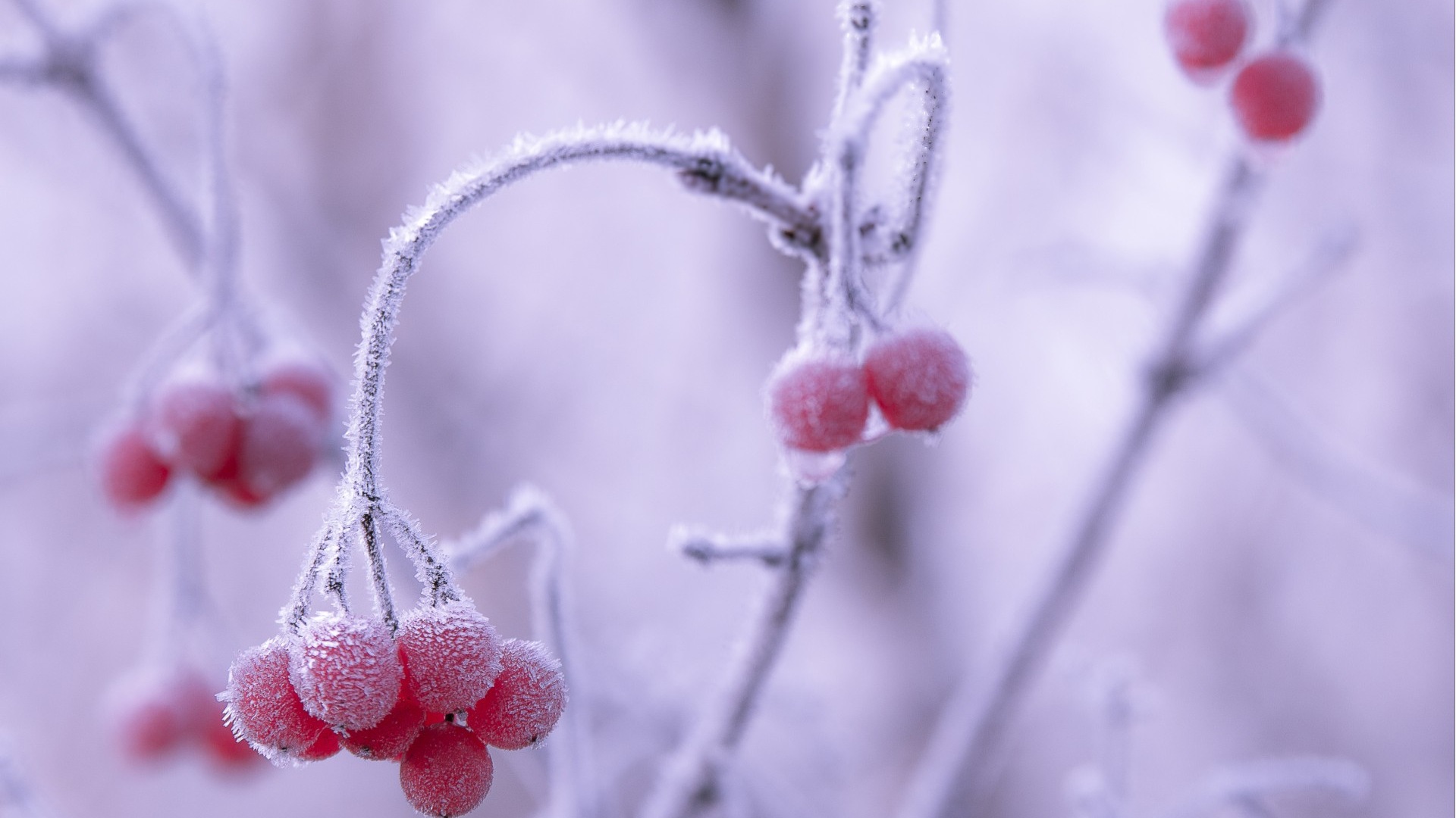 冬天的浆果 霜冻冰雪壁纸4 - 1920x1080