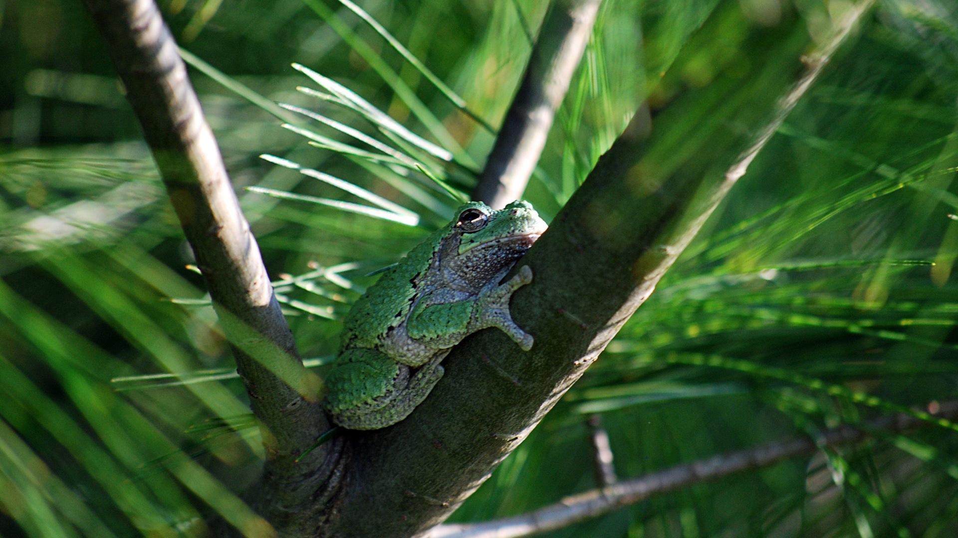 Colorful variety of animals, Windows 8 theme wallpapers #8 - 1920x1080