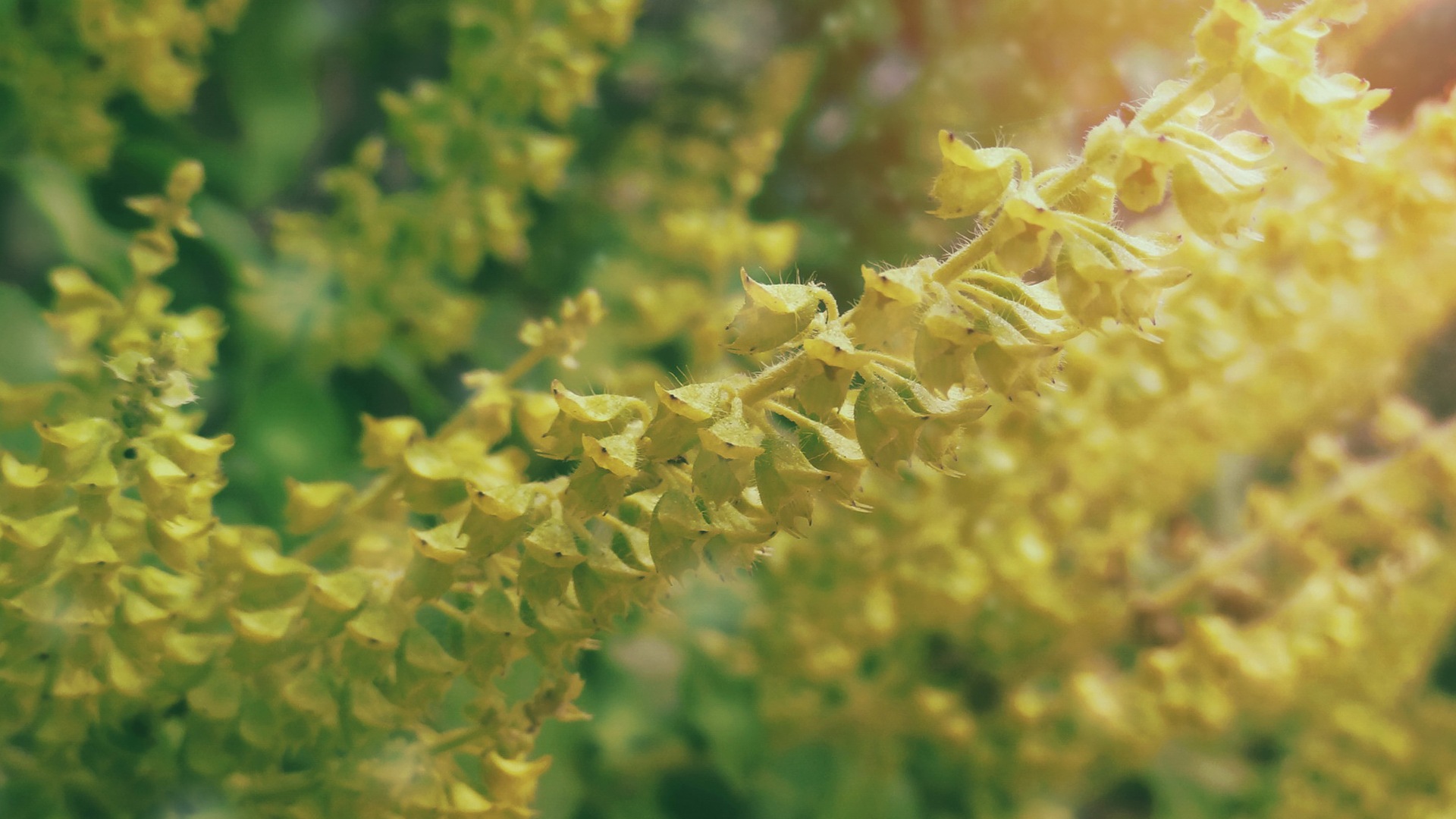 Des fleurs fraîches et de papier peint herbe HD #8 - 1920x1080