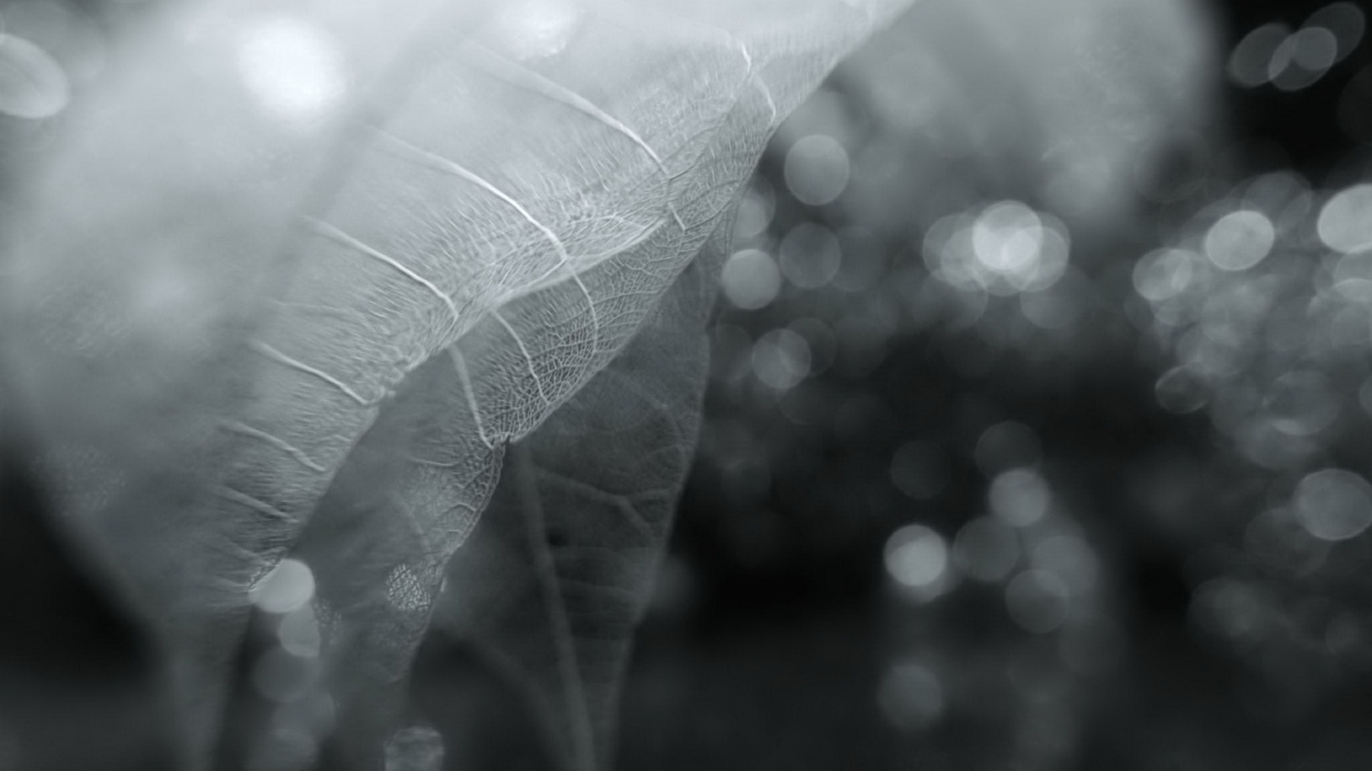 Leaf veine HD photographie fond d'écran #6 - 1920x1080