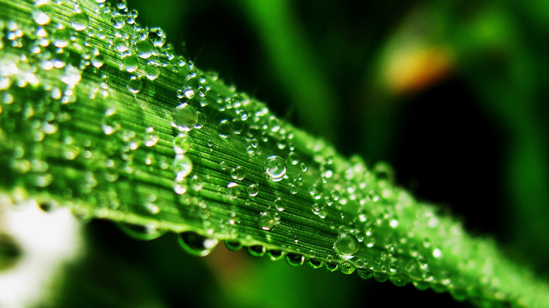 Water, the source of life, Windows 8 theme HD wallpapers #1 - 1920x1080