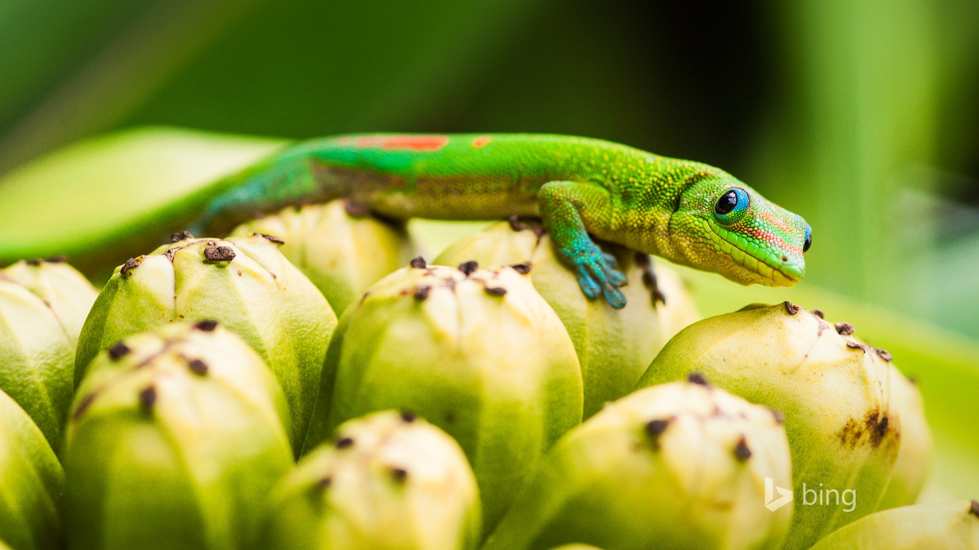 April 2014 Bing HD wallpapers #1 - 1920x1080