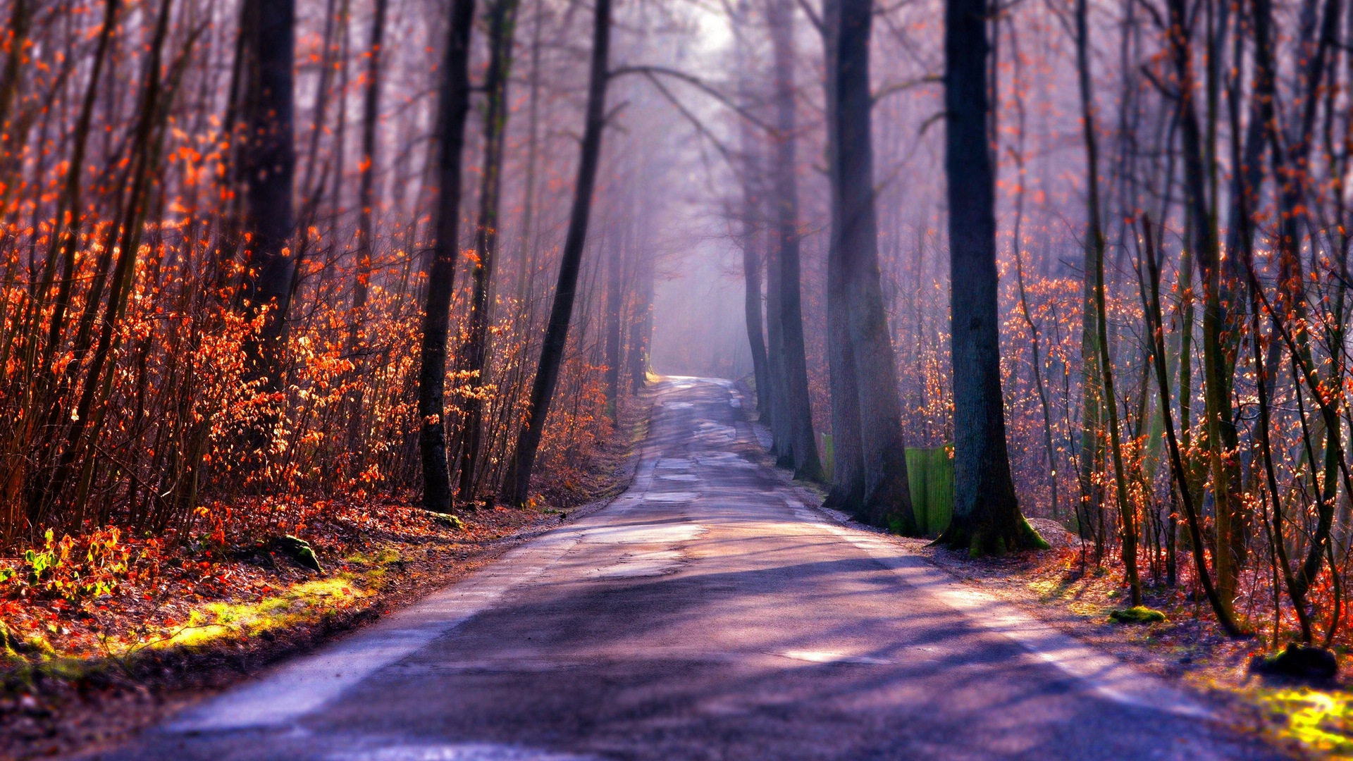 Foggy podzimní listí a stromy HD Tapety na plochu #1 - 1920x1080