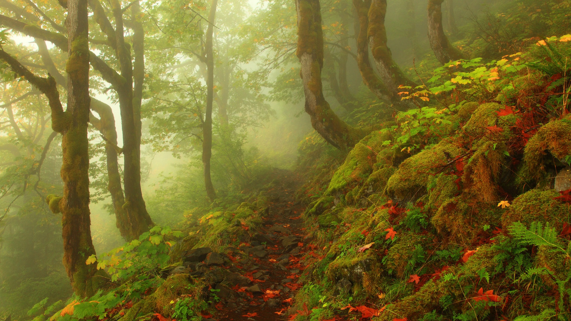 霧的秋天，紅葉樹木，高清壁紙 #4 - 1920x1080