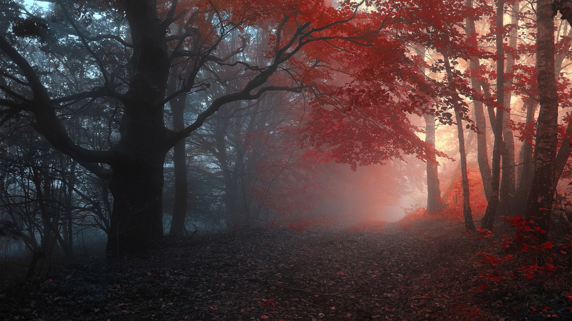 Feuilles et des arbres fonds d'écran HD automne brumeux #7 - 1920x1080