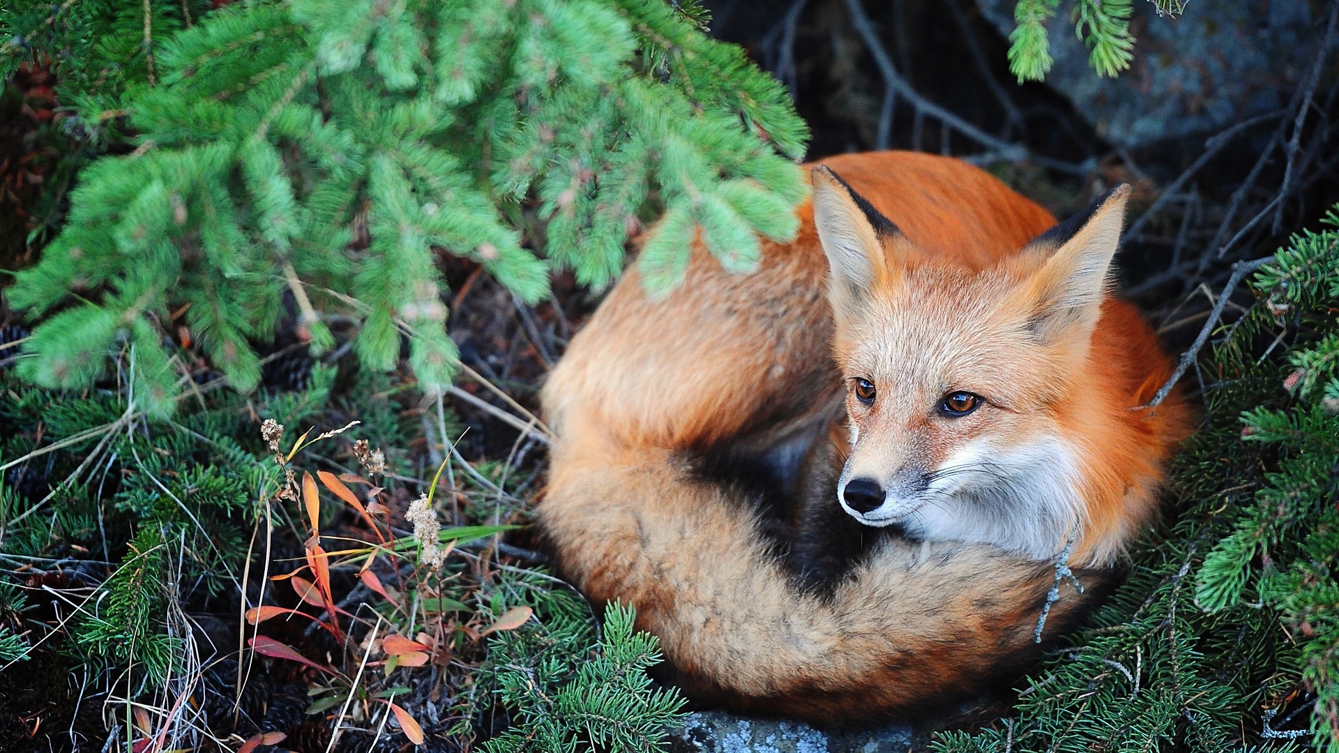 Živočišných detailní, roztomilých fox HD tapety na plochu #3 - 1920x1080