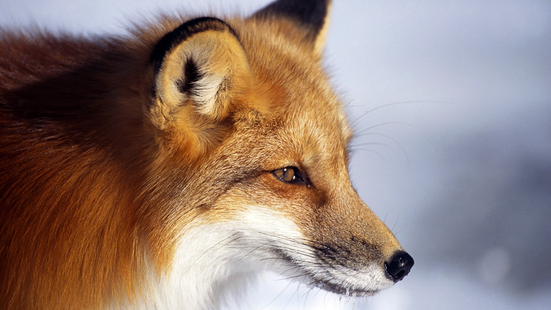 动物特写，可爱的狐狸 高清壁纸4 - 1920x1080