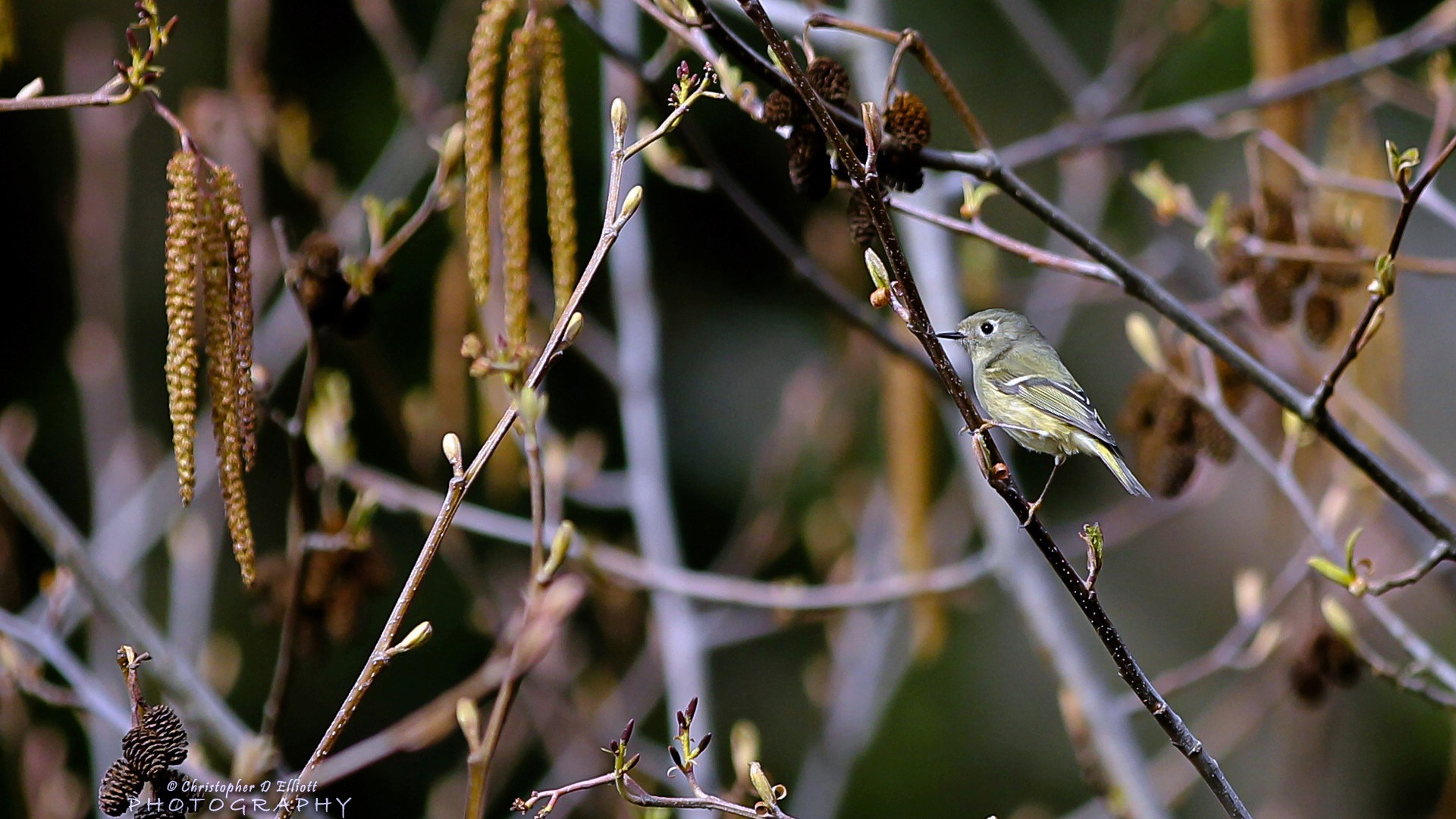 Fondos de pantalla de animales que vuelan, las aves de alta definición #5 - 1920x1080