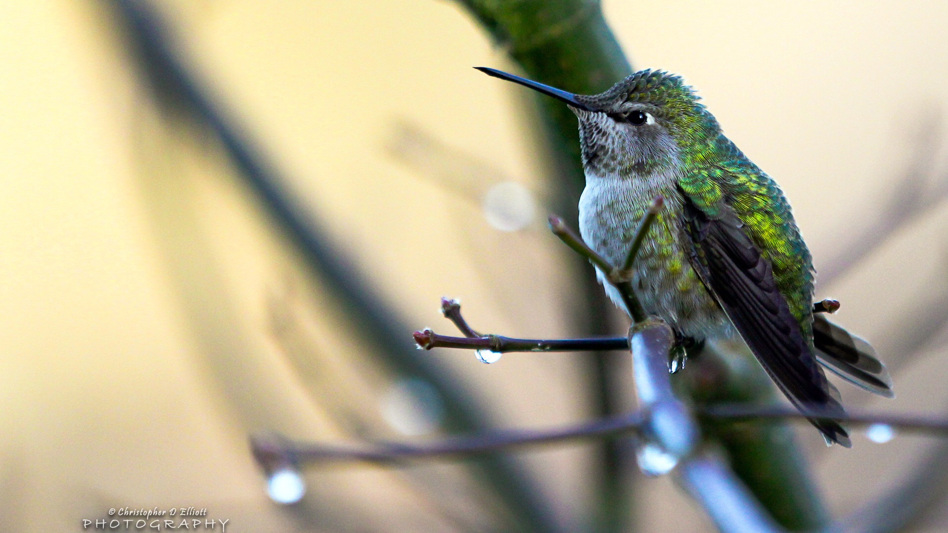 Fondos de pantalla de animales que vuelan, las aves de alta definición #17 - 1920x1080