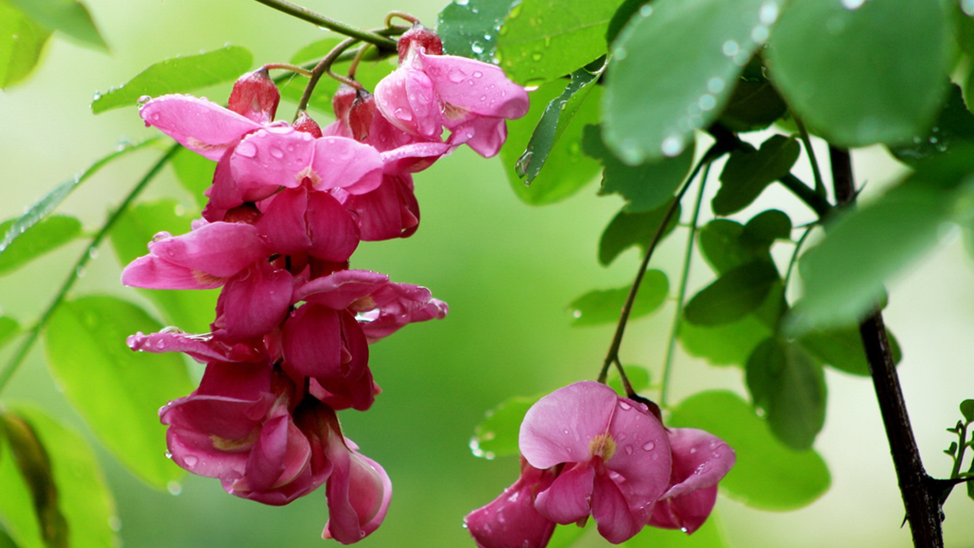 White pink locust tree flowers HD wallpapers #1 - 1920x1080