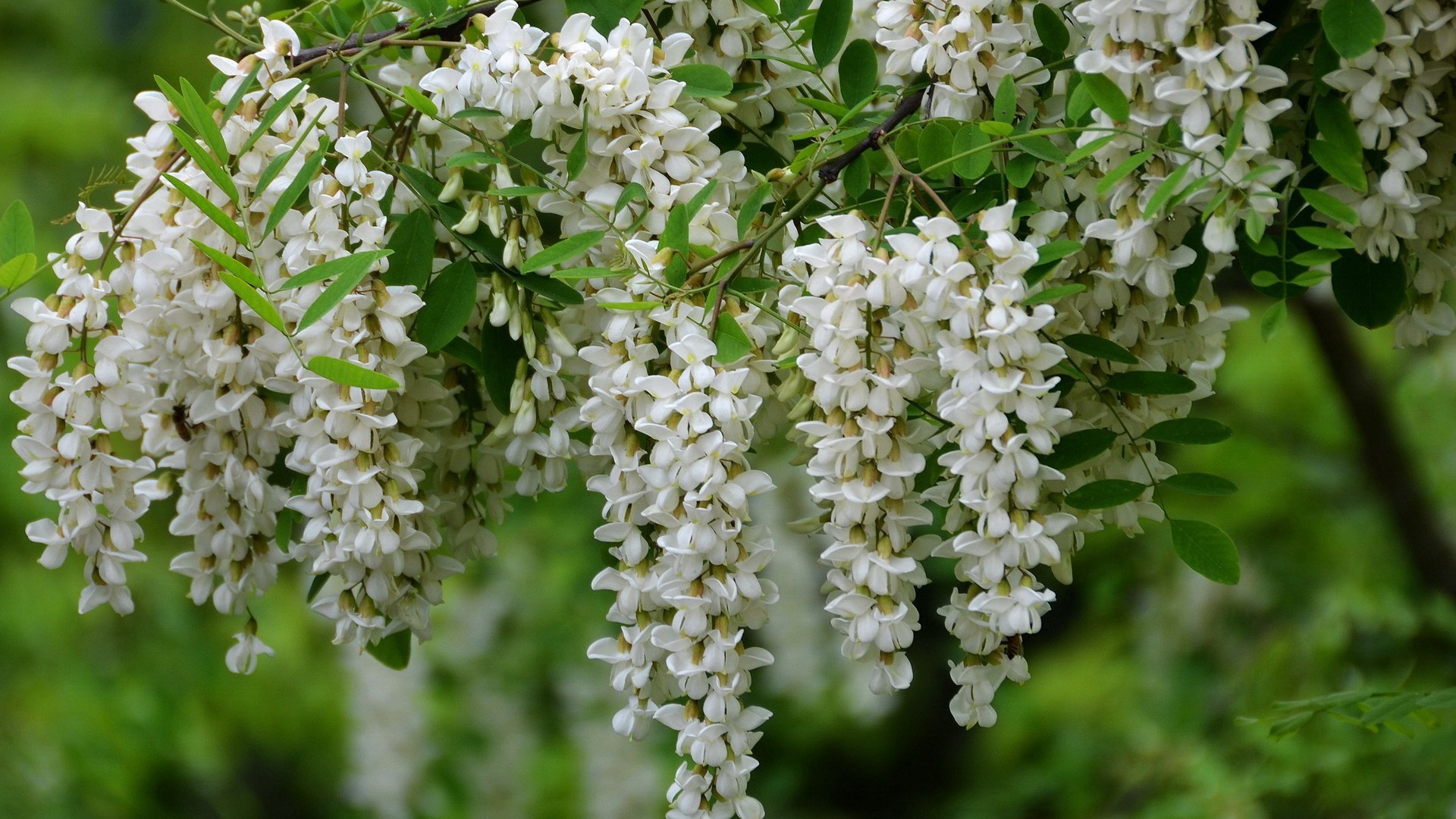 White pink locust tree flowers HD wallpapers #5 - 1920x1080