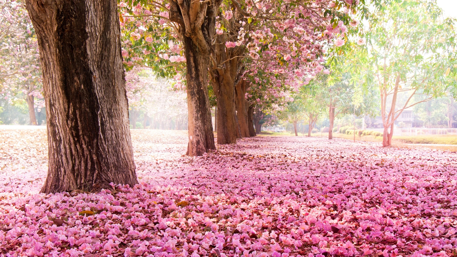 Fleurs tombent sur ​​le sol, beaux fonds d'écran HD #1 - 1920x1080