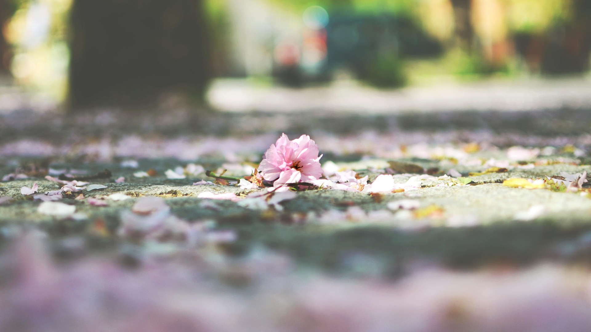 Flowers fall on ground, beautiful HD wallpapers #9 - 1920x1080