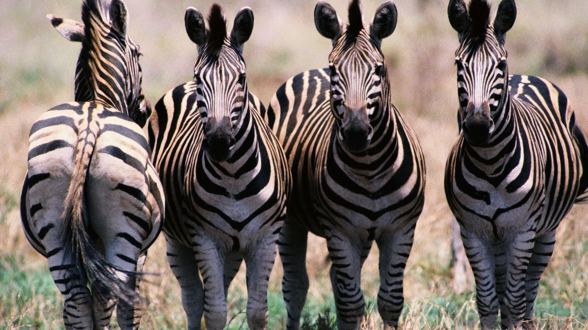 Schwarz-weiß gestreifte Tier, Zebra HD Wallpaper #5 - 1920x1080