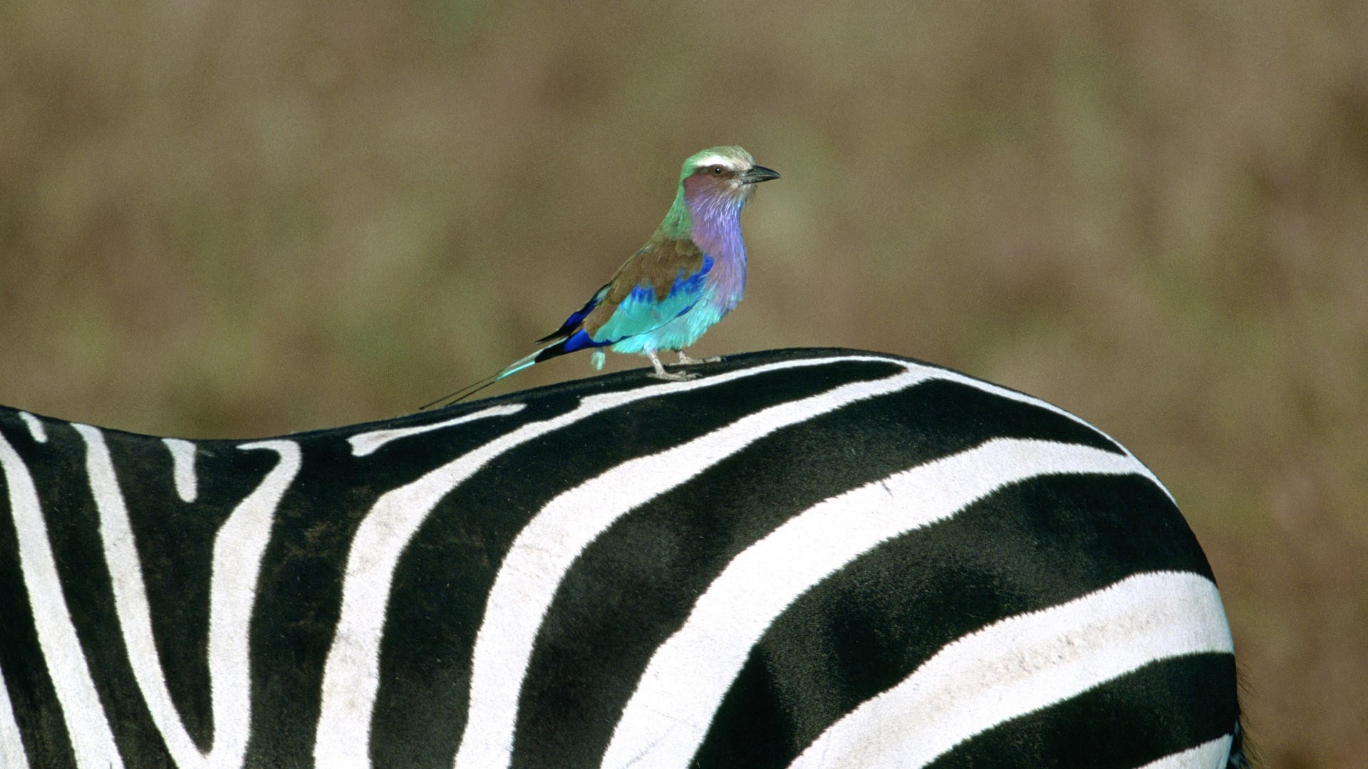 Černá a bílá pruhované zvíře, zebra HD tapety na plochu #13 - 1920x1080