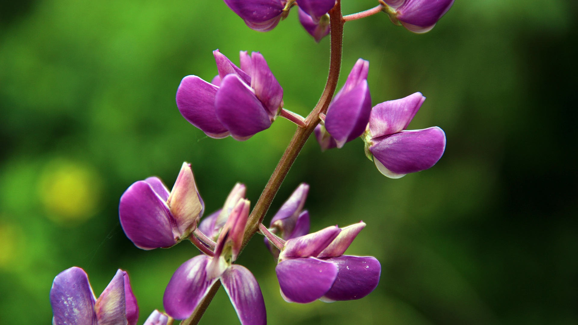 Colorful flowers close-up, Windows 8 HD wallpapers #4 - 1920x1080