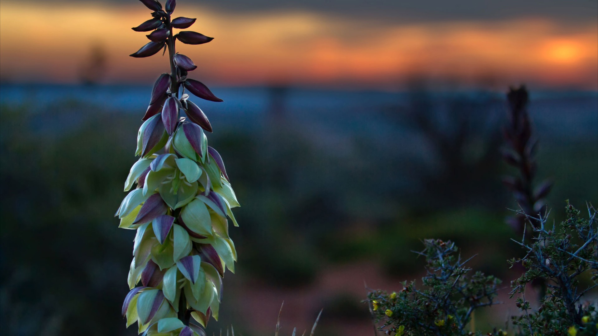 五颜六色的鲜花特写，Windows 8 高清壁纸9 - 1920x1080