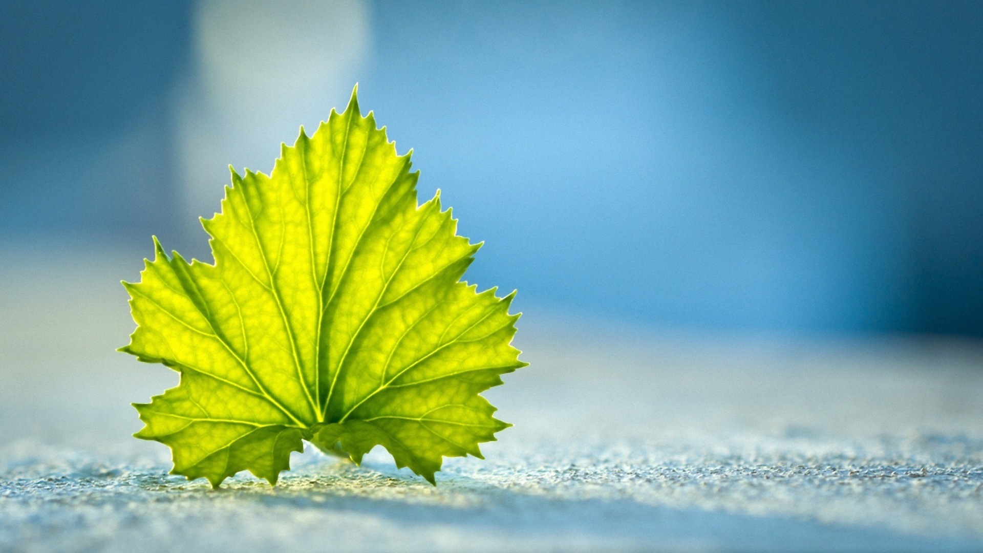 Les feuilles des plantes avec des papiers peints rosée HD #19 - 1920x1080