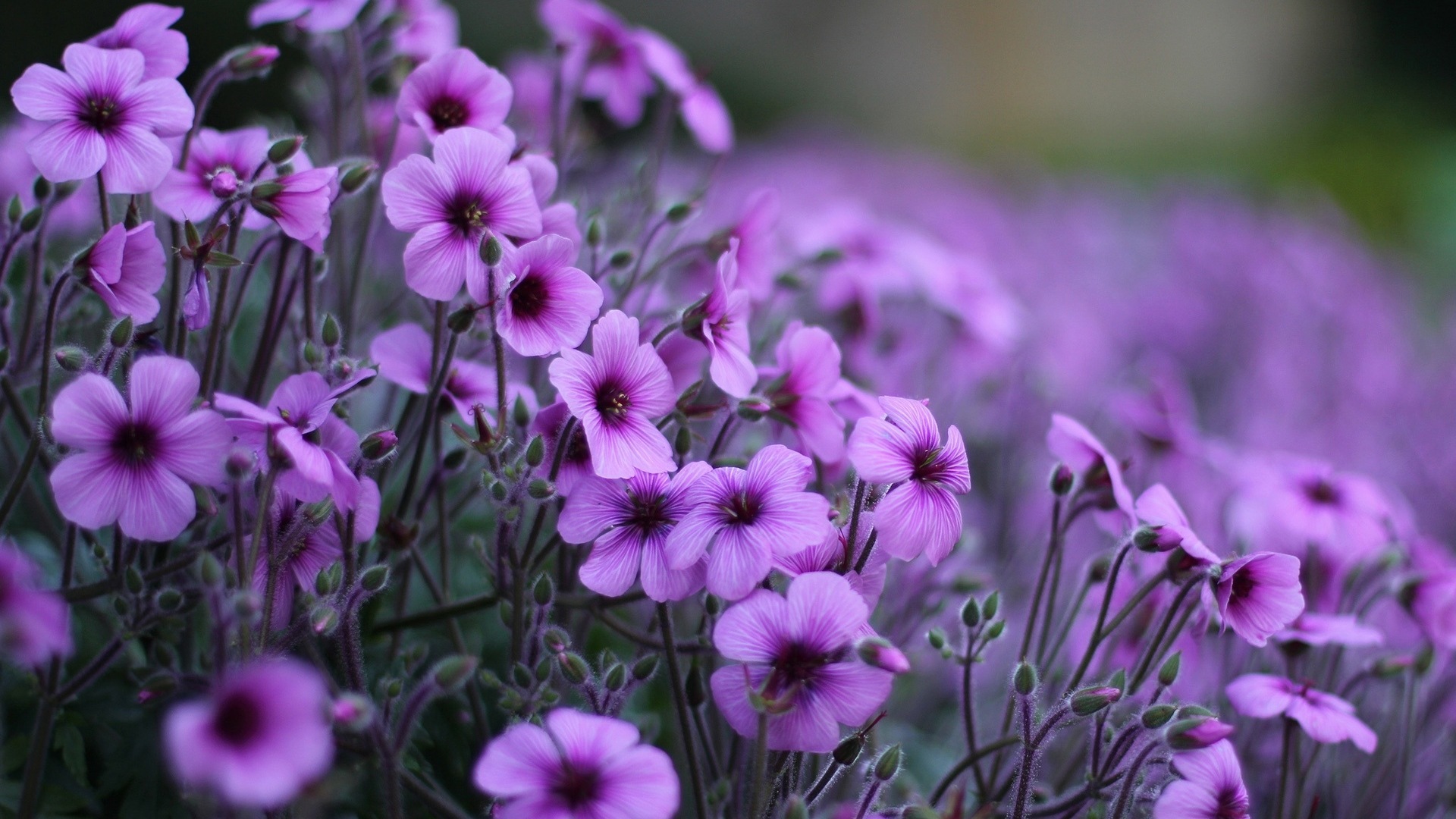 Macro close-up of beautiful flowers HD wallpapers #7 - 1920x1080