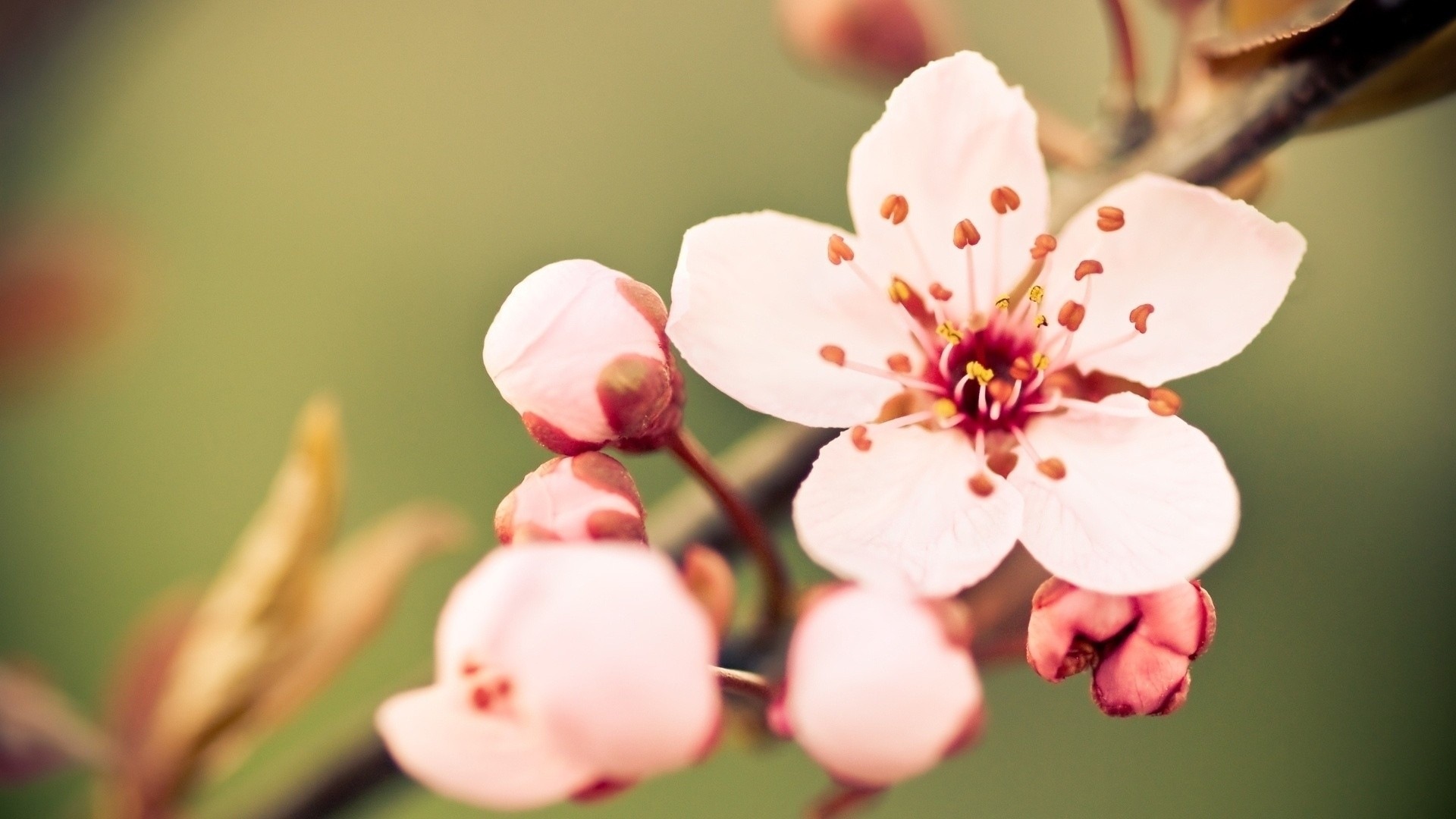 Macro close-up of beautiful flowers HD wallpapers #13 - 1920x1080