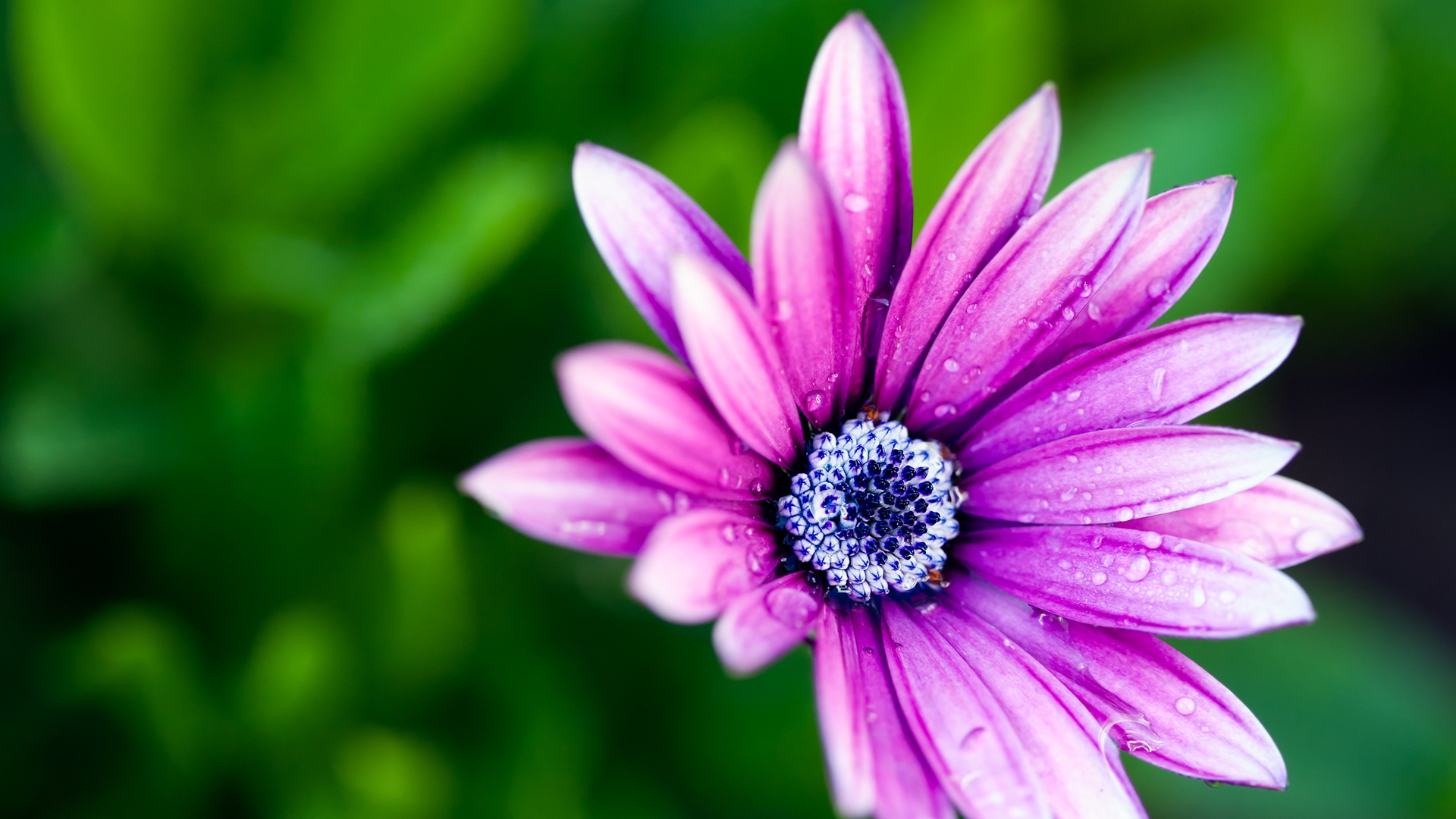 Macro de beaux fonds d'écran HD de fleurs #15 - 1920x1080