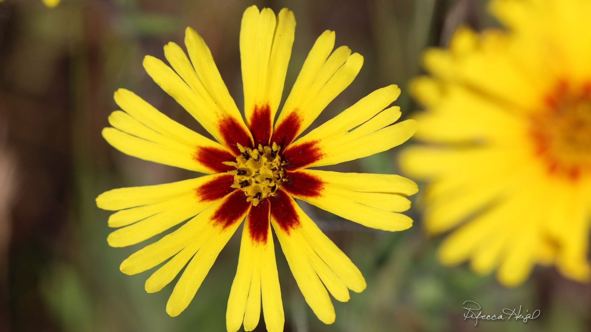 春暖花開，Windows 8 主題壁紙 #3 - 1920x1080