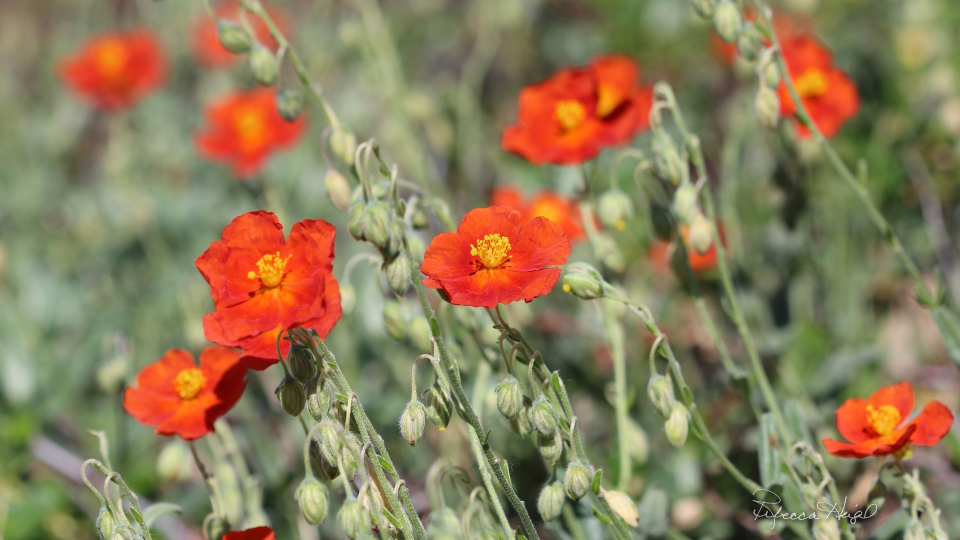 春暖花開，Windows 8 主題壁紙 #6 - 1920x1080