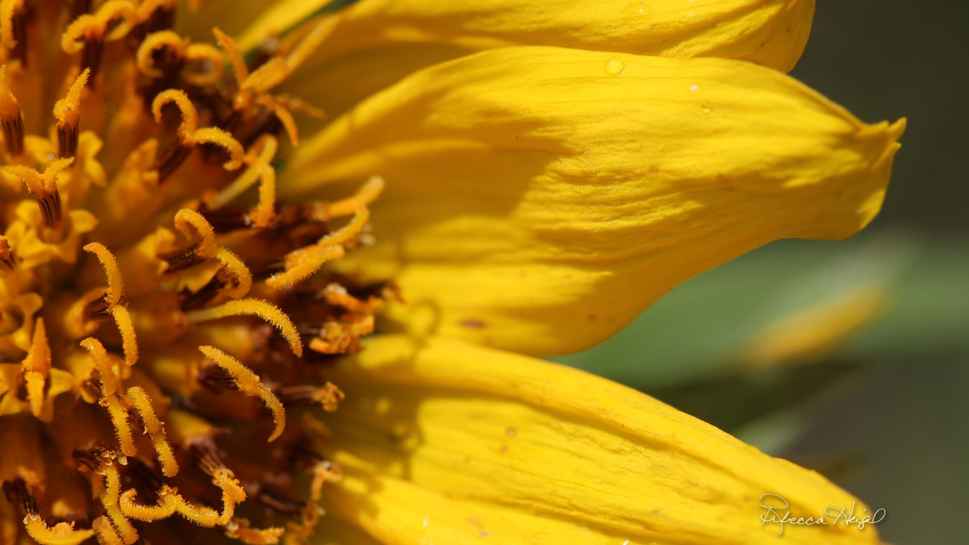 Spring flowers bloom, Windows 8 theme wallpaper #18 - 1920x1080