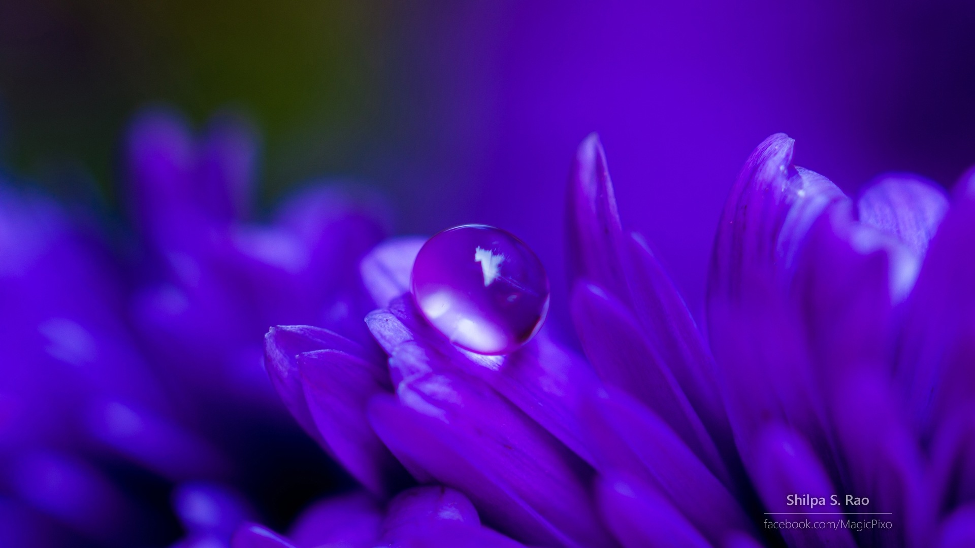 Flowers with dew close-up, Windows 8 HD wallpaper #2 - 1920x1080