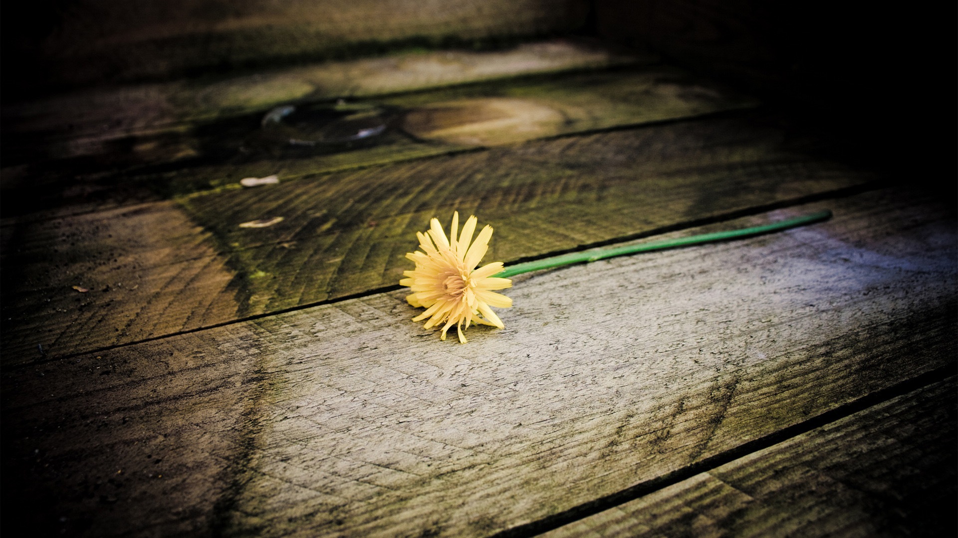 Beautiful plants close-up, dandelion HD wallpapers #13 - 1920x1080