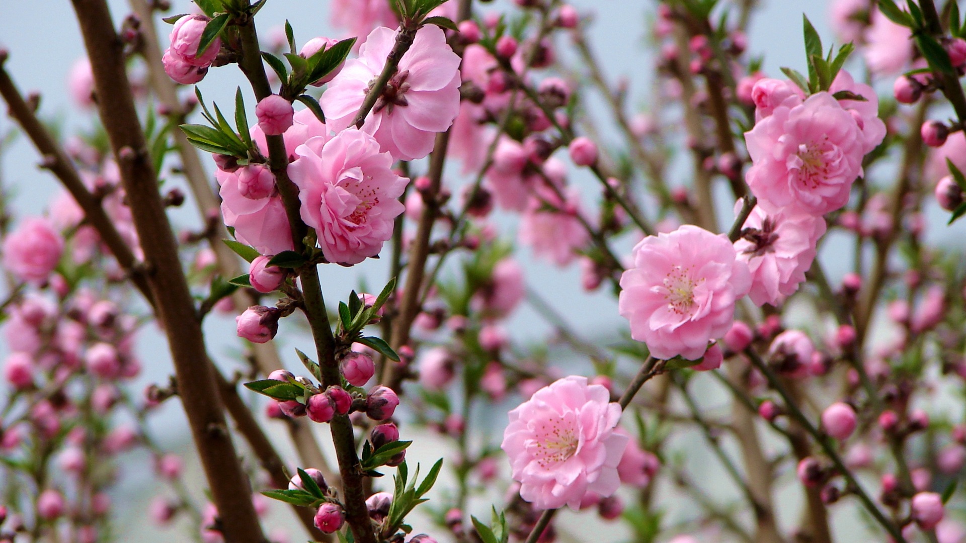 Pink peach flowers HD wallpaper #2 - 1920x1080