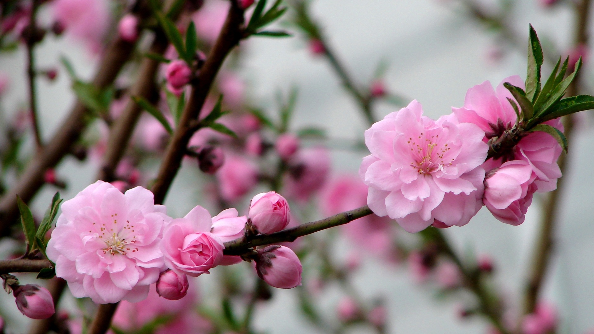 Pink peach flowers HD wallpaper #3 - 1920x1080