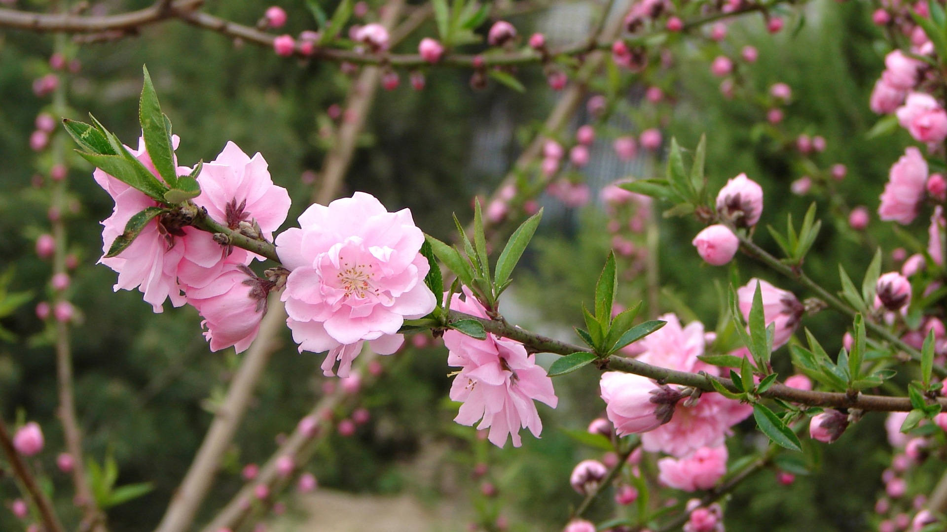 Pink peach flowers HD wallpaper #6 - 1920x1080