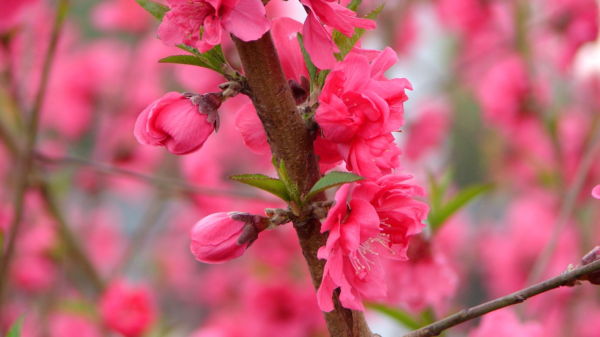 Pink peach flowers HD wallpaper #8 - 1920x1080