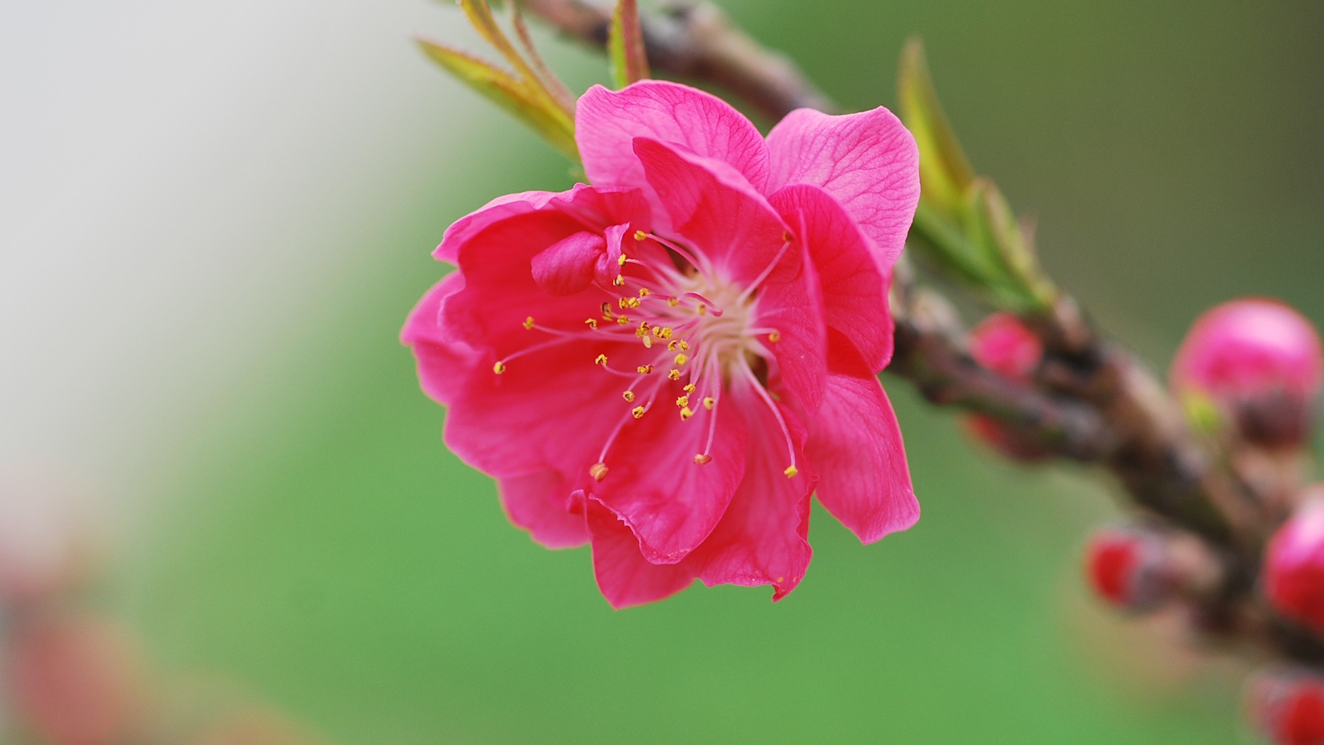 Pink peach flowers HD wallpaper #16 - 1920x1080