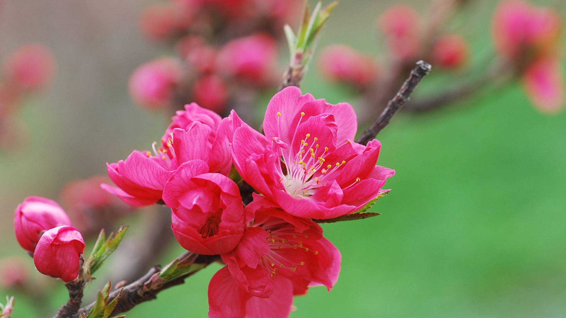 Pink peach flowers HD wallpaper #18 - 1920x1080