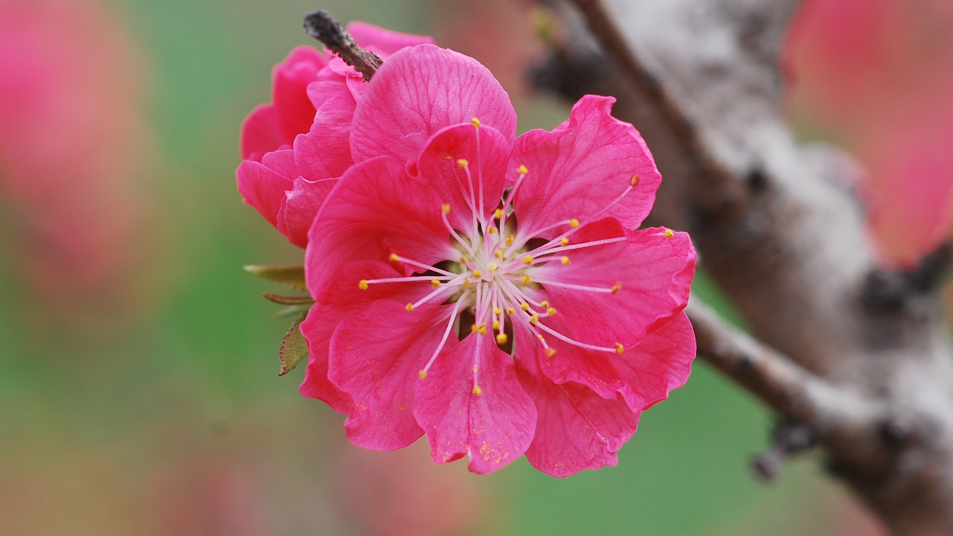 Pink peach flowers HD wallpaper #19 - 1920x1080