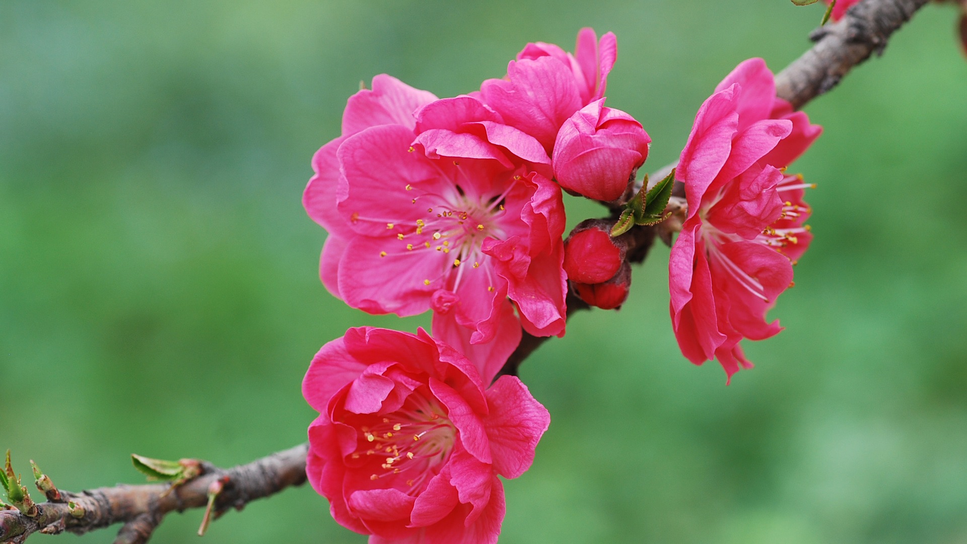 Pink peach flowers HD wallpaper #20 - 1920x1080