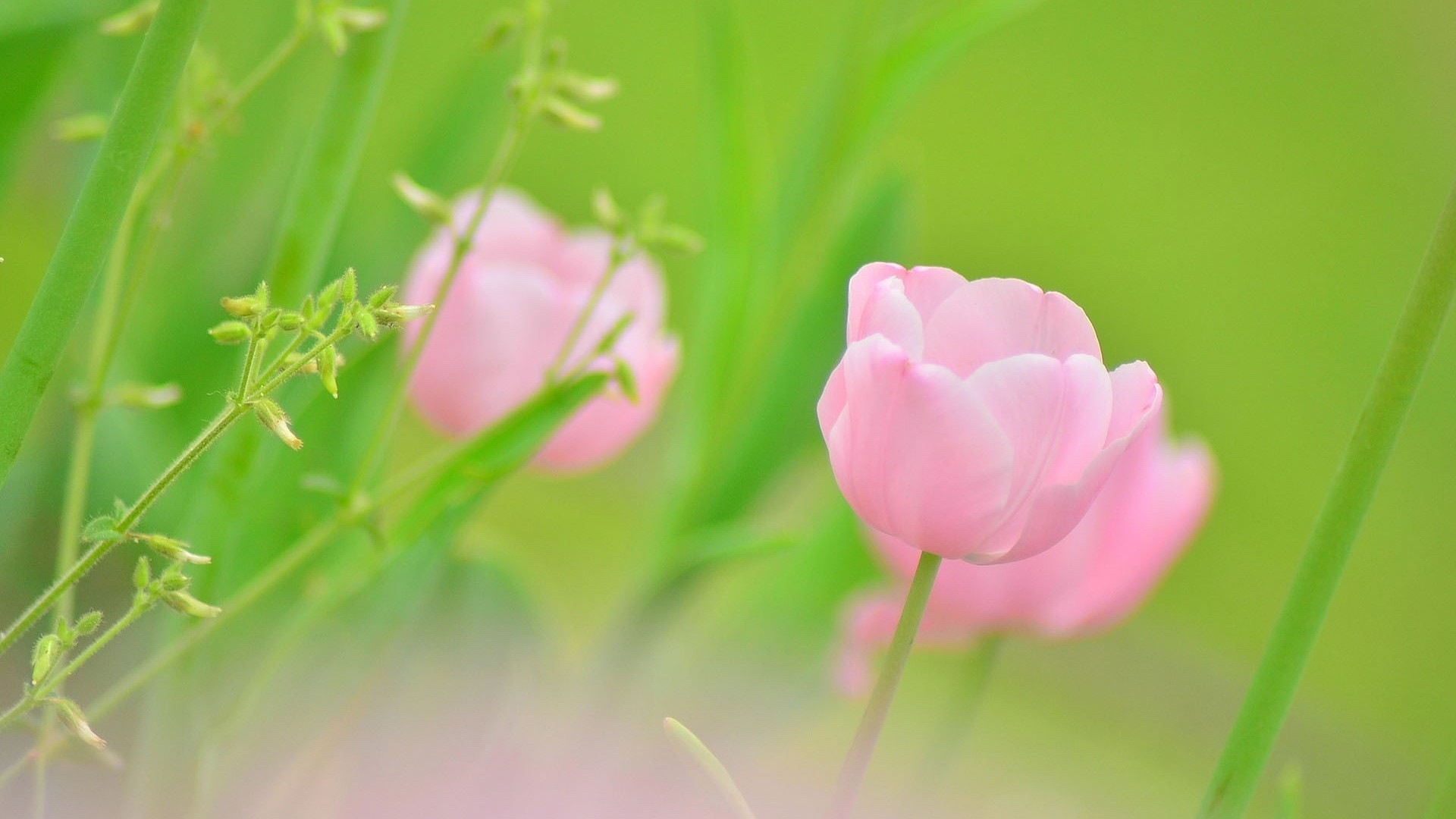 Hazy beautiful flowers HD wallpaper #4 - 1920x1080