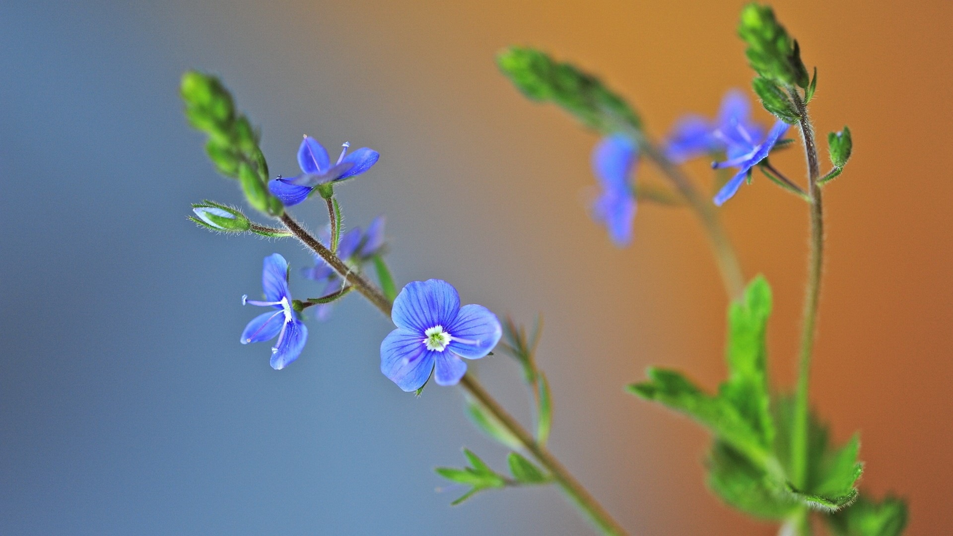 Hazy belles fleurs d'écran HD #9 - 1920x1080