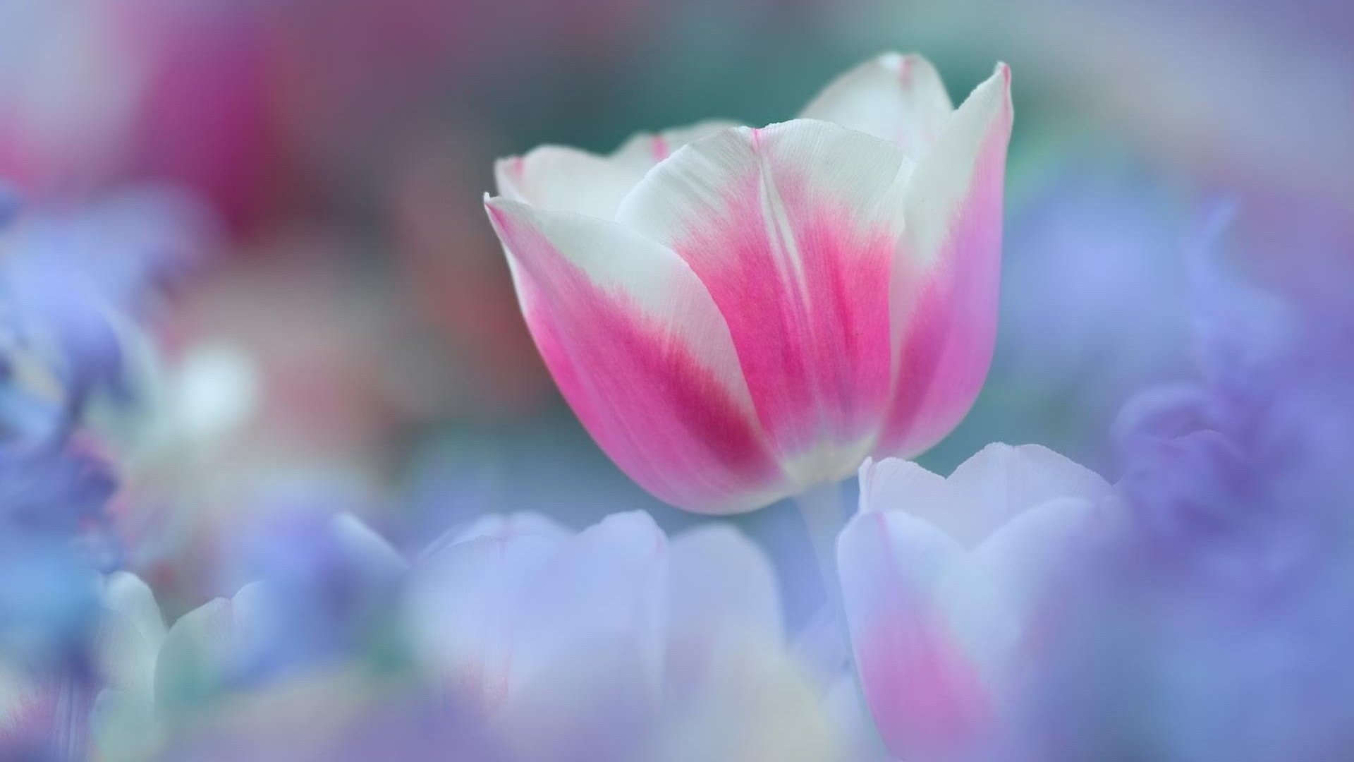 Hazy beautiful flowers HD wallpaper #10 - 1920x1080