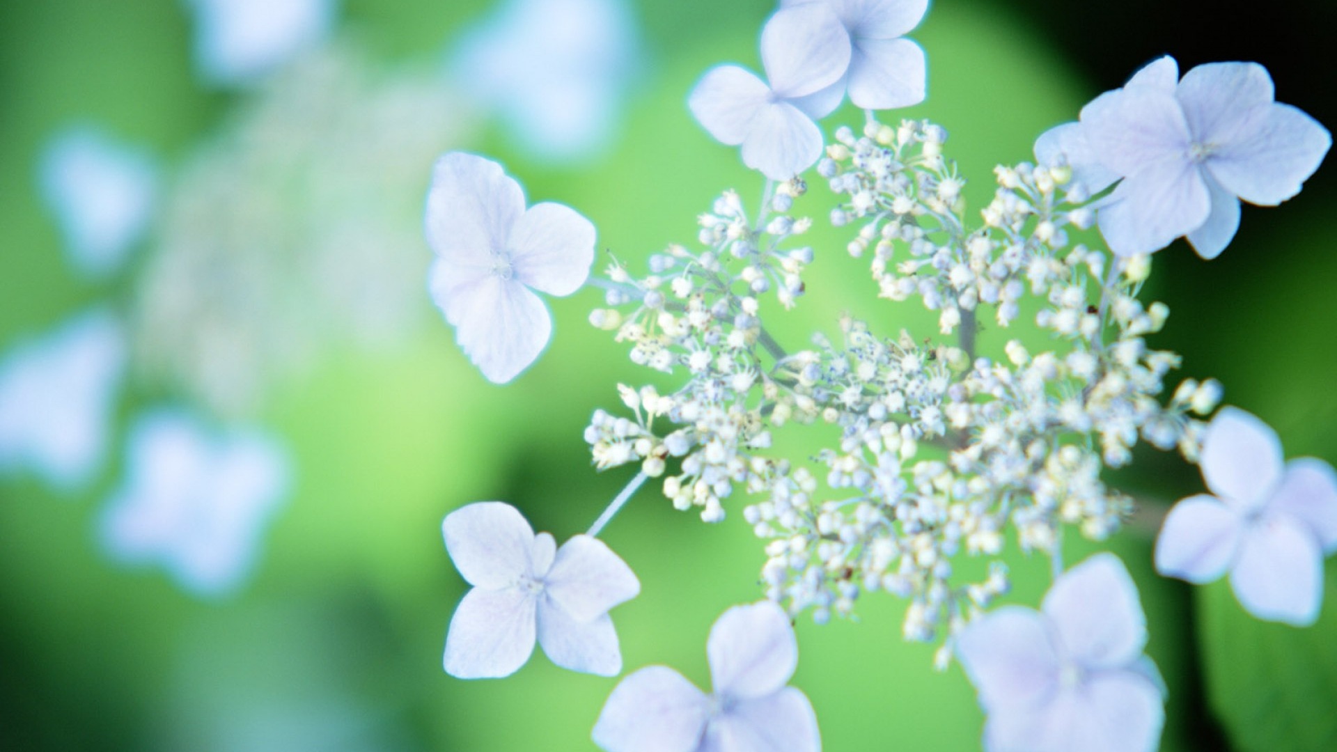 Hazy belles fleurs d'écran HD #19 - 1920x1080