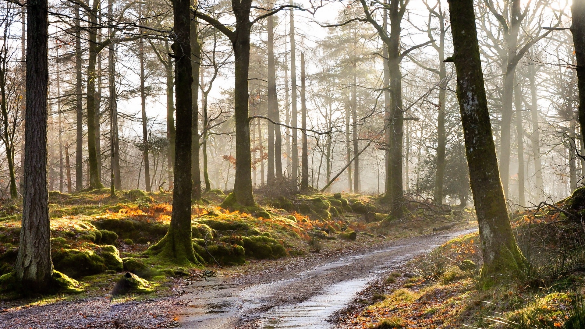 Soleil lacs de la forêt beauté de la nature d'écran HD #9 - 1920x1080