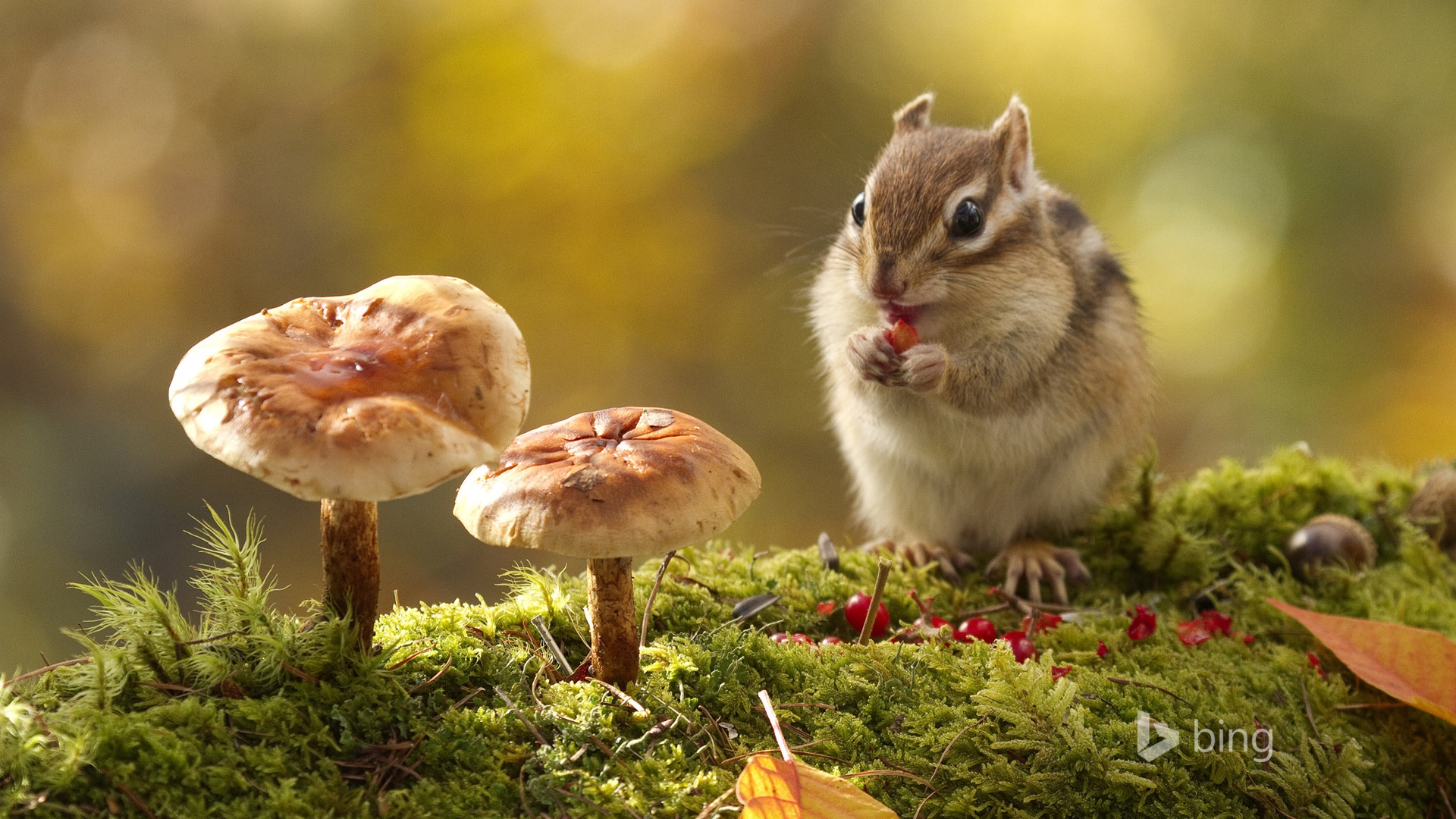 October 2014 Bing animal theme wallpaper #2 - 1920x1080