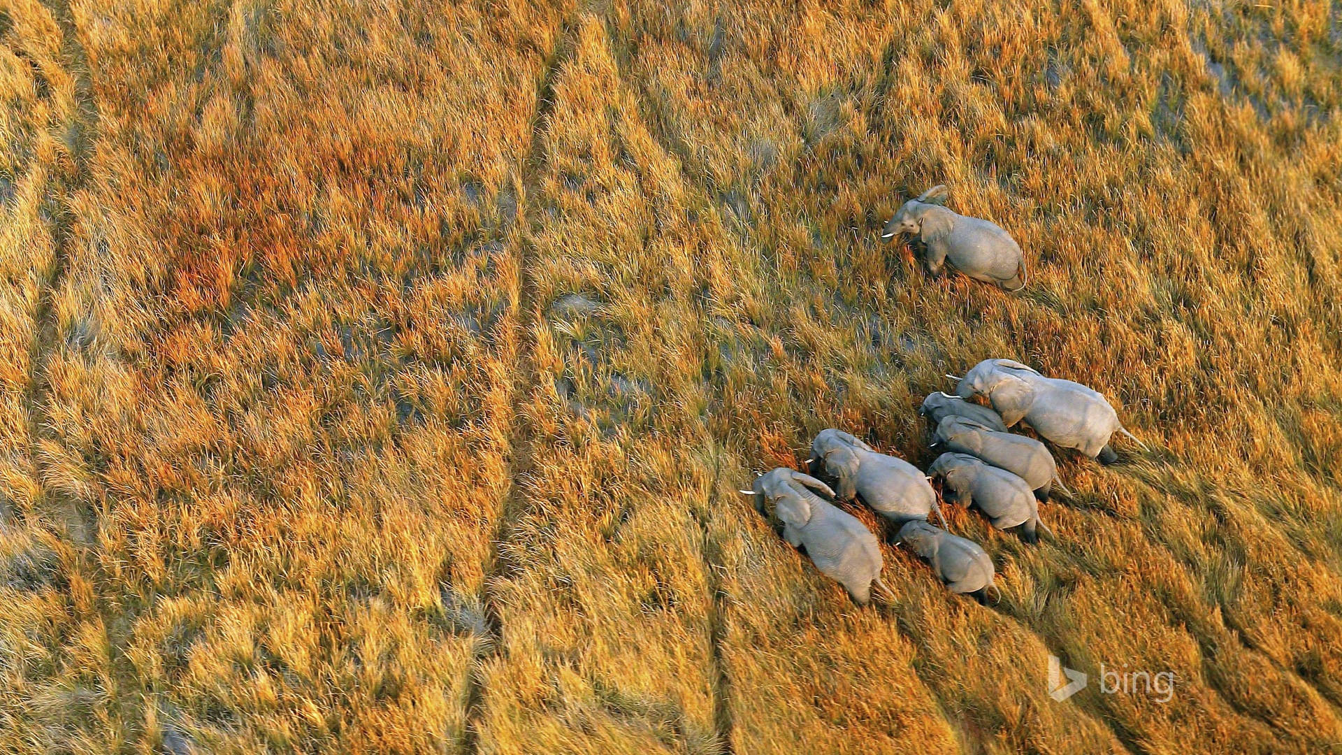 Octobre 2014 thème des animaux Bing fond d'écran #3 - 1920x1080