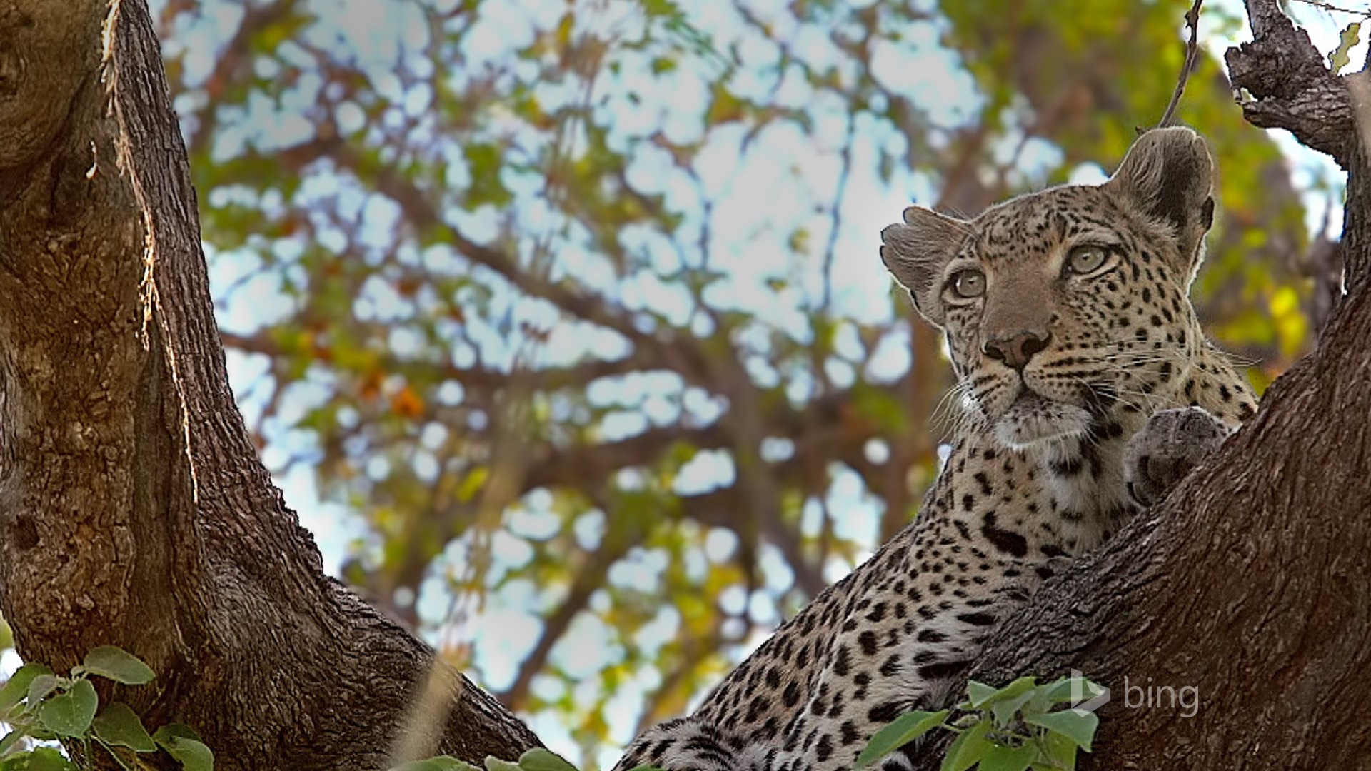 Octobre 2014 thème des animaux Bing fond d'écran #8 - 1920x1080