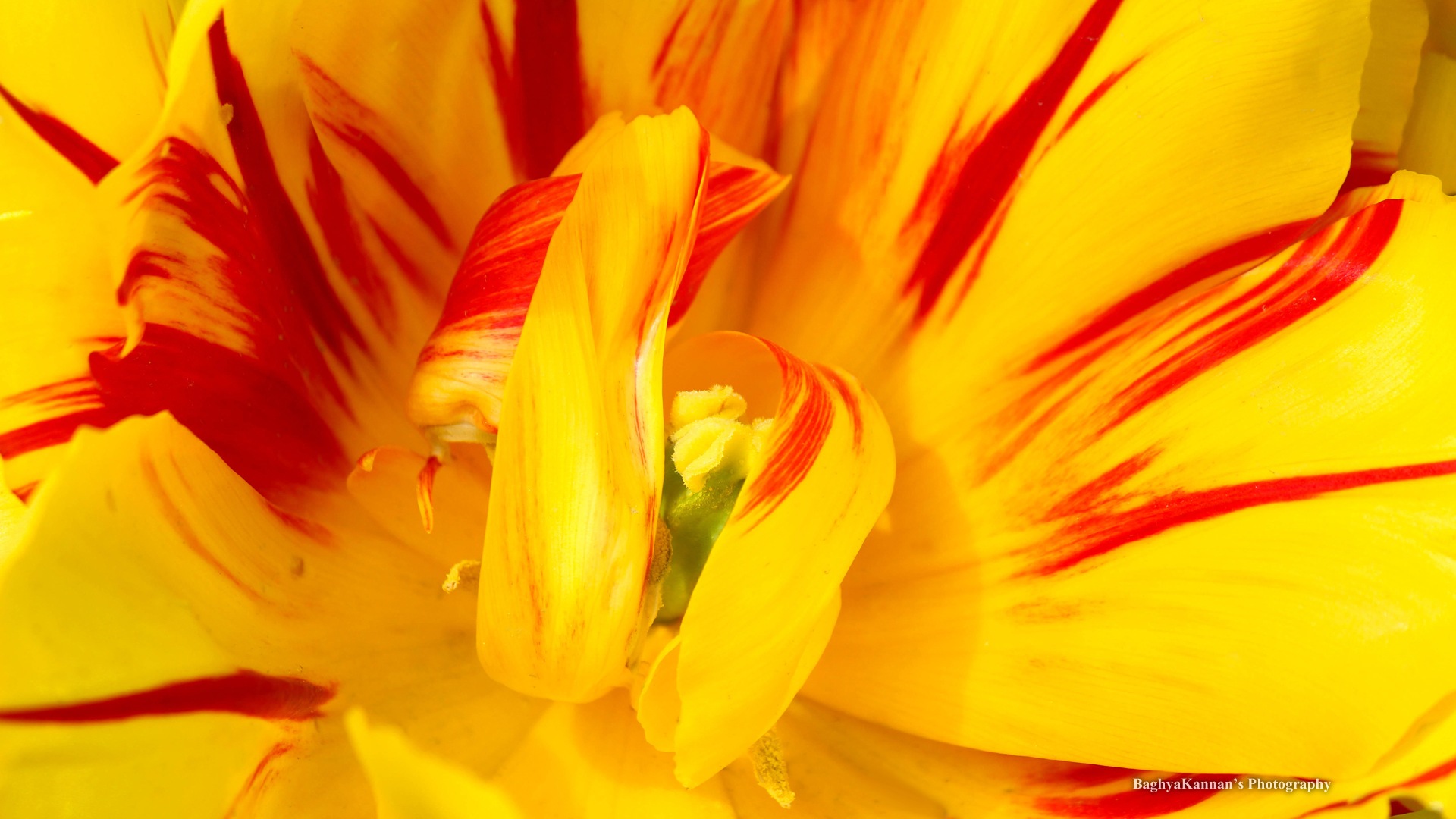 美麗的鬱金香花，Windows 8 主題高清壁紙 #2 - 1920x1080