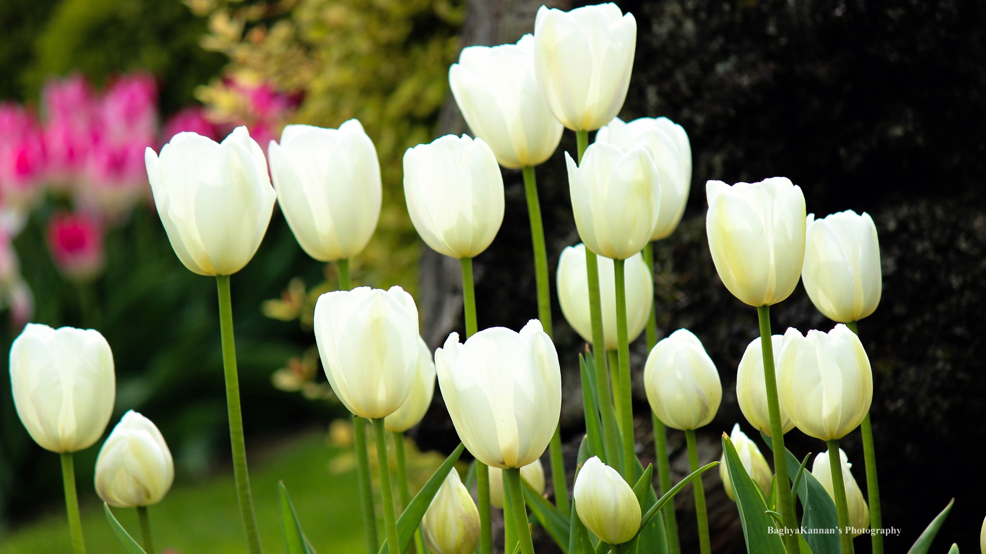 Belles fleurs de tulipes, de Windows 8 fonds d'écran HD à thème #7 - 1920x1080