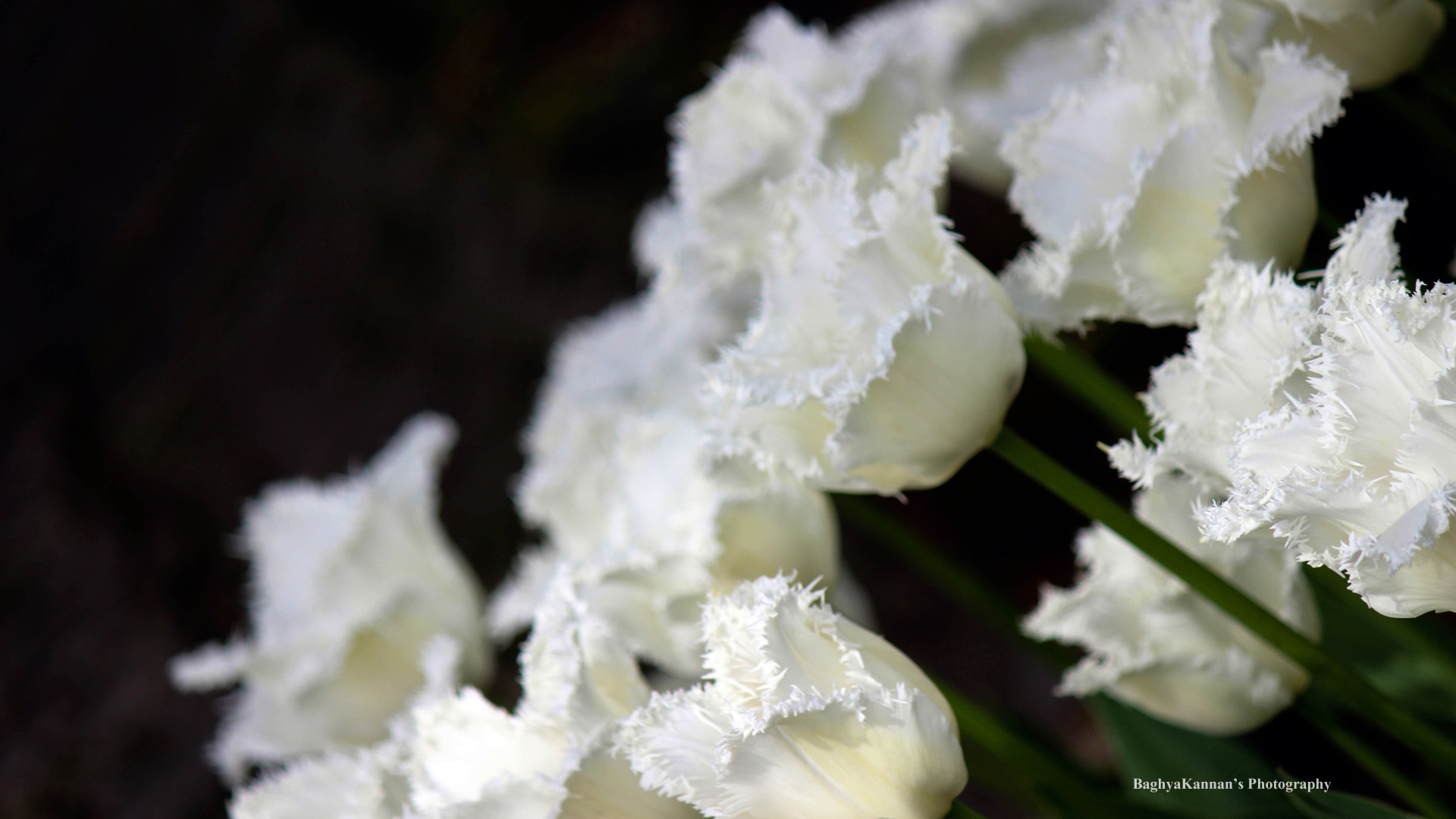 美麗的鬱金香花，Windows 8 主題高清壁紙 #8 - 1920x1080